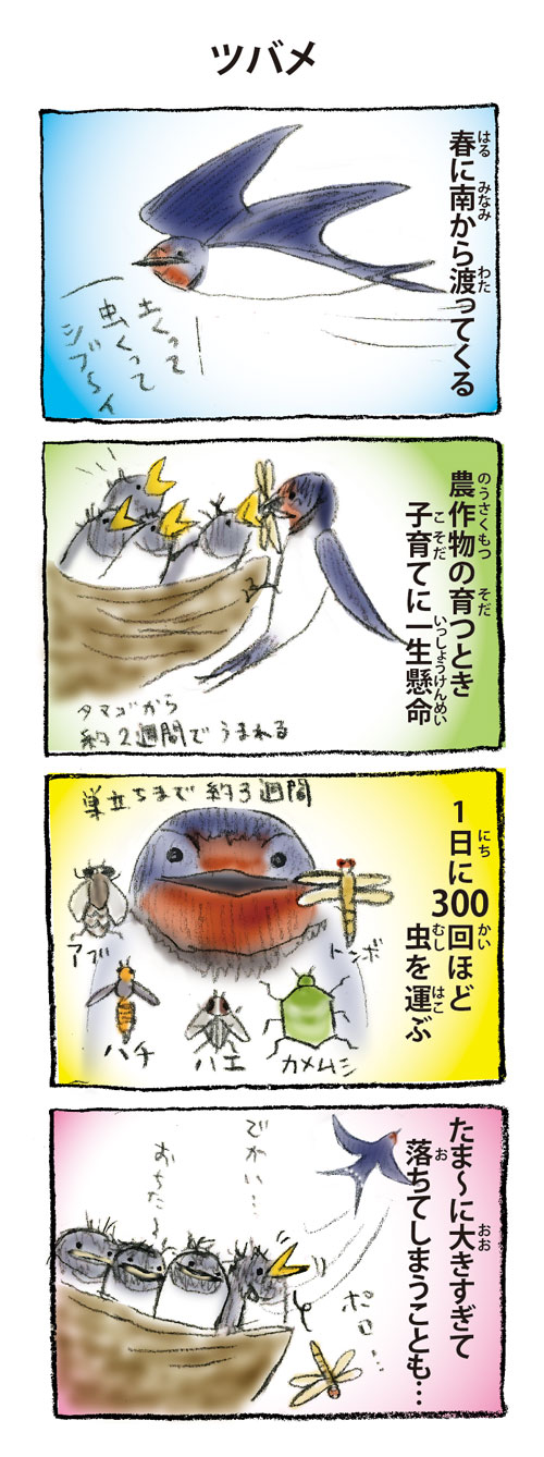 4コマ漫画ツバメ